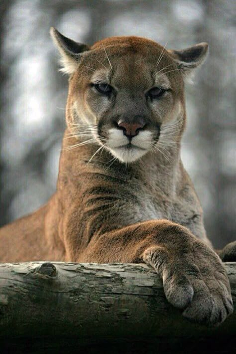 Waooooooo splendide awww **** Regnul Animal, Mountain Lion, Photography 101, Majestic Animals, Kamakura, Animal Photos, Cheetahs, Large Cats, Exotic Pets