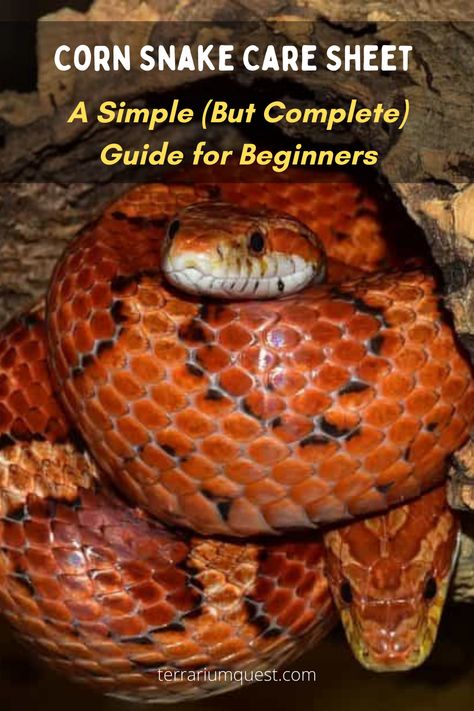 Corn Snakes Pet, Corn Snake Vivarium Ideas, Snake Care For Beginners, Snake Setup, Pet Snakes For Beginners, Corn Snake Terrarium, Corn Snake Care, Corn Snake Enclosure, Snake Habitat