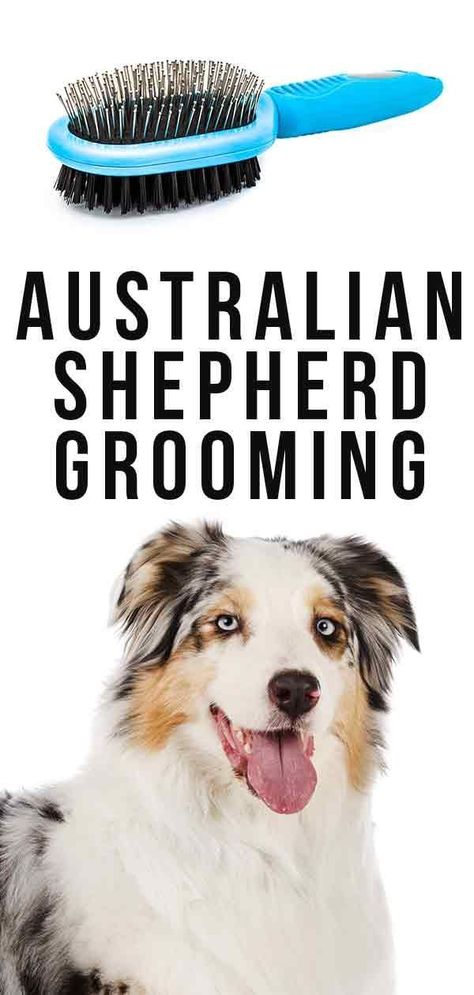 Australian Shepherd Grooming, Australian Shepherd Blue Eyes, Grooming Australian Shepherd, Rowdy Yates, Mini Aussie Shepherd, Australian Shepherd Training, Red Merle Australian Shepherd, Merle Australian Shepherd, Miniature Australian Shepherd