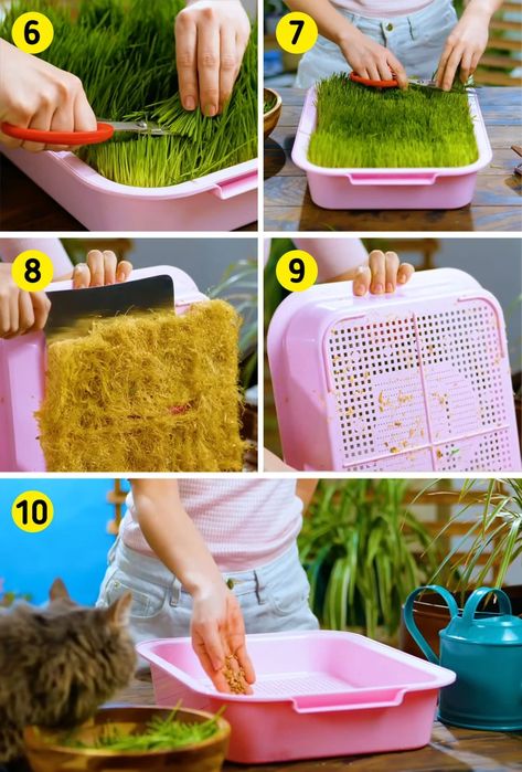 How to Grow Grass for a Cat / 5-Minute Crafts Indoor Grass For Cats, Cat Grass Planter Ideas, Diy Cat Grass Bed, Cat Grass Box Diy, Cat Grass Indoor Ideas, Cat Grass Diy, Cat Grass Indoor, Cat Safe House Plants, How To Grow Grass