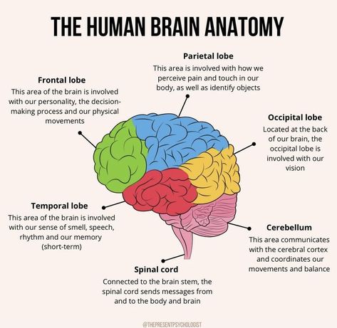 Brain Anatomy And Function, Brain Psychology, Human Brain Anatomy, Learn Biology, Psychology Notes, Nursing School Essential, Brain Mapping, Basic Anatomy And Physiology, Psychology Studies