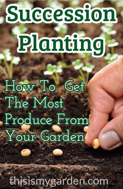 Planting Peppers, Gardening Planting, Organic Pesticide, Succession Planting, 2nd Chance, Organic Vegetable Garden, Mid Summer, Garden Guide, Organic Gardening Tips