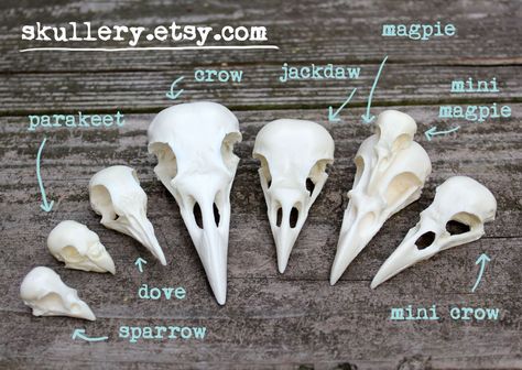 Skull Reference, Animal Skeletons, Crow Skull, Bone Crafts, Bone Art, Bone Jewelry, Bird Skull, Animal Bones, Clay Animals