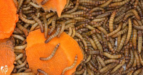 Mealworms: longer and harder than waxworms, and a yellow colour. Mealworms For Chickens, Meal Worms Raising, Pet Reptiles, Pet Lizards, Types Of Insects, Egg Laying, Nutrient Rich Foods, Reptiles Pet, Bird Food