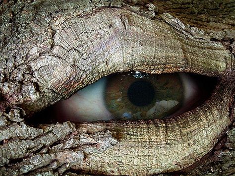 Tree Ent     |     Christopher Campbell   2004 Tree Spirit, For Your Eyes Only, World Best Photos, Tree Bark, Eye Art, Pics Art, An Animal, Enchanted Forest, An Eye