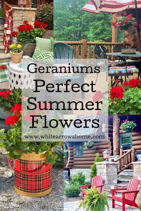 Geraniums: The Perfect Summer Flower Geranium Arrangements, Geranium Planters, Geraniums In Pots, Growing Geraniums, Geraniums Garden, Summer Porch Decor, Pink Geranium, Red Front Door, Front Stoop