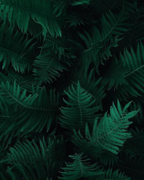 botany wallpaper - 4K | Botanical Collection | Laginate Hijau Aesthetic, Dark Green Wallpaper, Green Pictures, Dark Green Aesthetic, Dark Green Background, Slytherin Aesthetic, Plant Wallpaper, Green Photo, Leaf Wallpaper