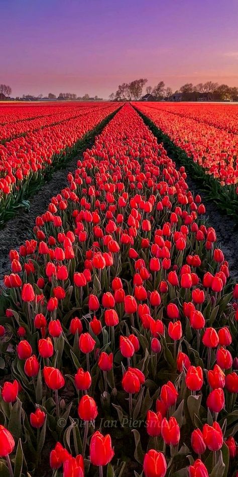 Red Tulips Wallpaper, Lovely Good Morning Images, Nature Photography Flowers, Beautiful Flowers Photos, Nothing But Flowers, Spring Landscape, Pretty Landscapes, Flower Therapy, Red Tulips