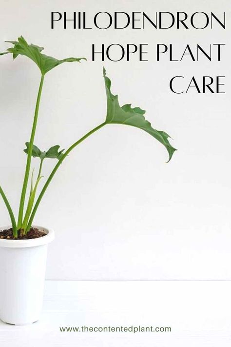 Bird Of Paradise Plant Care, Philodendron Hope, Philodendron Care, Strelitzia Reginae, Plant Care Guide, Bird Of Paradise Plant, Tropical House Plants, Paradise Plant, Philodendron Plant