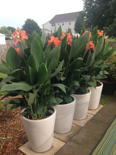 Dark Modern Home, Kaktus Dan Sukulen, Potted Plants Patio, Modern Home Interior, Patio Flowers, Canna Lily, Dark Modern, Small Courtyard Gardens, Front Garden Landscape