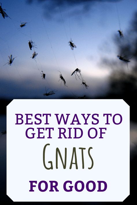 Gnat Repellant, Getting Rid Of Nats, Gnat Bites, How To Kill Gnats, Gnat Spray, Gnats In House Plants, How To Get Rid Of Gnats, Gnat Traps, Get Rid Of Spiders