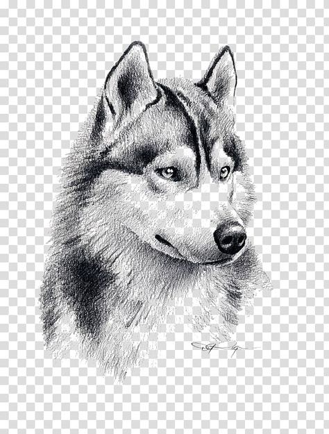 Siberian Husky Drawing, Seppala Siberian, Black Siberian Husky, Grey Wolf Tattoo, Tamaskan Dog, Husky Tattoo, Drawing Pencil Art, Northern Inuit Dog, Husky Drawing