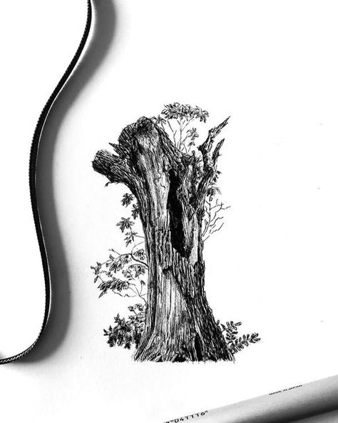 PENART | Henk-Jan Hospes on Instagram: "A close up tree drawing for today. As much as I love drawing whole trees with lots of leafs, I also love drawing trees where you can see all the details and branches. So here’s a beautiful broken tree trunk, I hope you like it!😊 . . . . #penandink #penandinksketch #penandinkdrawing #pendrawing #pensketch #penart #penartist #penandinkart #inkart #inkartist #inkdrawing #inksketch #treedrawing #treesketch #treetrunk #naturedrawing #naturesketch #landscapedra Tree Trunk Drawing, Drawing Trees, Dry Tree, Nature Sketch, I Love Drawing, Tree Sketches, Random Images, Love Drawing, Sketches Simple