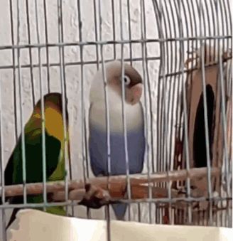 Parrot Dance Parrot Dancing GIF - Parrot dance Parrot dancing Marvinmunsayac - Discover & Share GIFs Dancing Gif, Animated Gif, Cool Gifs, Parrot, Dancing, Gif