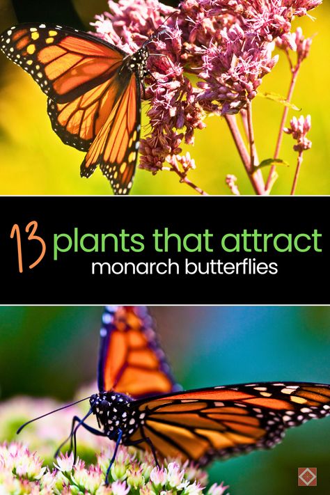 Monarch butterflies, with their striking orange and black wings, are one of nature’s most celebrated pollinators. Sadly, their populations have been dwindling due to habitat loss and climate change. But there’s good news!

You can help these fluttering beauties by planting specific butterfly garden plants. Not only will you be supporting monarch conservation efforts, but you’ll also be adding a splash of color to your garden design. Monarch Butterfly Garden, Butterfly Garden Plants, Milkweed Plant, Swamp Milkweed, Sun Loving Plants, Eco Friendly Garden, Perennial Shrubs, Monarch Butterflies, Butterfly Bush