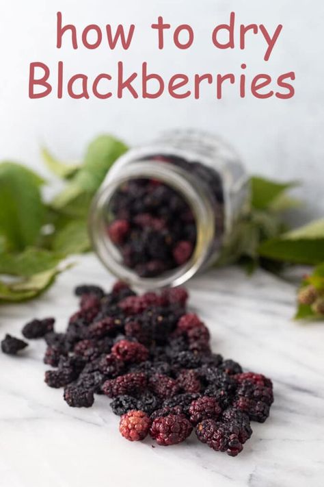 Dehydrating blackberries is a great way to reduce food waste, stretch your food budget, get lots of health benefits and they taste great. Blackberries Benefits, Blackberry Benefits, Aronia Berries, Canned Potatoes, Dried Berries, Dried Apples, Sweet Pickles, Dehydrated Food, Dehydrator Recipes