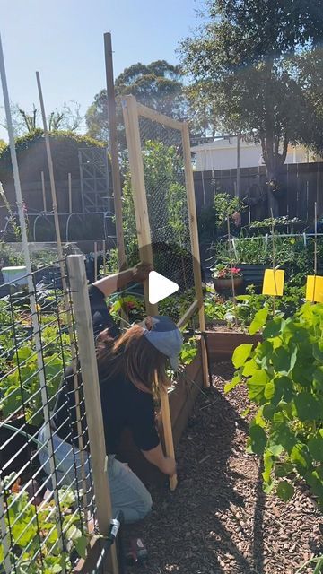 Furring Strip Projects Diy, Chicken Wire Trellis, Green Bean Trellis, Bean Trellis, Wire Trellis, Tomato Trellis, Old Bed Frames, Types Of Tomatoes, Gardening Diy