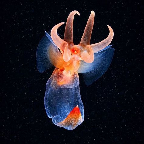 sea angel Angel Jellyfish, Cuddle Fish, Sea Angel, Jellyfish Photography, Under The Ocean, Deep Sea Creatures, Sea Slug, Alien Concept Art, Aquatic Animals