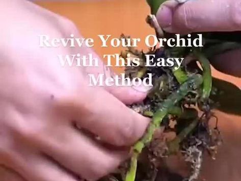 Revive Orchids With This Method  diybalconygarden learnontiktok diy orchid orchidcare orchidea fyp tiktokstoriesmp4 - NewsBreak How To Revive An Orchid, Diy Orchids, Daylight Saving Time Ends, Heather O'rourke, Orchid Plant Care, Plant Tips, Orchid Plant, Daylight Savings Time, Orchid Care