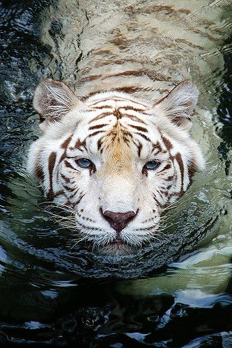 Tiger Species, Tiger Pictures, Wild Tiger, Siberian Tiger, Majestic Animals, Cheetahs, White Tiger, Hyena, Animal Planet