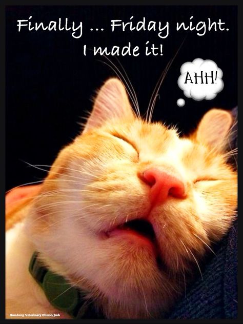 TGIF | Animal Humor | Friday Night funny | Long week | Exhausted | Tired | Cute Cat: The week felt like it took forever, didn't it? TGIF! "Finally Friday night! Ahhh! Feels so good." Enjoy the rest of your evening, friends. Orange And White Cat, Cat Sleeping, White Cat, Orange, Green, White