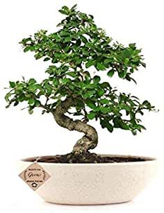 Amazon.in: indoor plant sale Trees For Indoors, Fukien Tea Bonsai, Flowering Bonsai, Bathroom Main, Bonsai Care, Bonsai Wire, Plant Care Guide, Indoor Bonsai Tree, Mini Bonsai