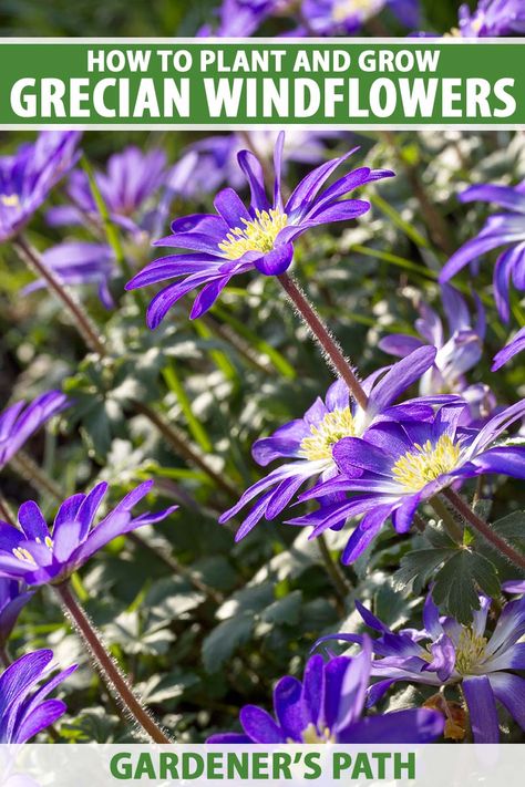 For blankets of bright color early in the season, Anemone blanda are reliably easy and low-maintenance plants. They spread readily, and daisy-like flowers with button eyes arrive in early spring along with ferny foliage. Learn how to grow Grecian windflowers on Gardener's Path. #balkananemones #gardening #gardenerspath Windflower Plants, Grecian Windflower, Anemone Blanda, Pacific Northwest Garden, Different Types Of Flowers, Growing Plants Indoors, Button Eyes, Low Maintenance Plants, Planting Bulbs