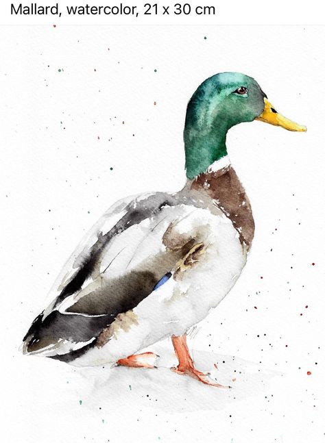 Animal Paintings Acrylic, Watercolor Pencil Art, Duck Drawing, Watercolor Paintings Of Animals, Bird Watercolor Paintings, Duck Art, Bio Art, Creative Artwork, Watercolor Sketch