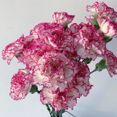 Flower Bouquet With Carnations, Carnations In A Vase, Carnation Flower Aesthetic, Carnation Aesthetic, Winter Flower Bouquet, Carnation Flower Bouquet, Carnations Bouquet, Carnations Flower, Flowers Carnations