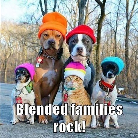 One Big Happy Family Cats Wearing Hats, Cat Lead, Animals Friendship, Blue Heeler, Cat Rescue, Sweet Animals, Rottweiler, Animals Friends, Border Collie