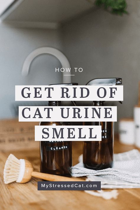 Get Cat Pee Smell Out, How To Get Out Cat Urine Smell, How To Get Rid Of Cat Urine Smell On Clothes, Getting Cat Urine Smell Out, How To Get Rid Of Cat Urine Smell Houses, Cleaning Cat Urine From Couch, Cat Urine Out Of Couch, How To Eliminate Cat Urine Odor, Best Way To Get Rid Of Cat Urine Smell