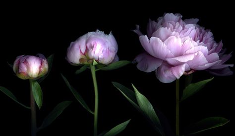 Beauty Through the Ages https://www.tatcha.com/blog/beauty-through-the-ages #TATCHA #WishingYouExquisiteSkin Peony Colors, Reconstructive Surgery, Peony Flowers, Personalized Photo Gifts, Peony Flower, Flower Images, Botanical Prints, High Quality Art Prints, Find Art