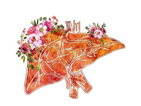 Liver Anatomy, Arte Yoga, Internal Organs, Human Anatomy Art, Medical Art, Skin Blemishes, The Liver, First Trimester, Anatomy Art