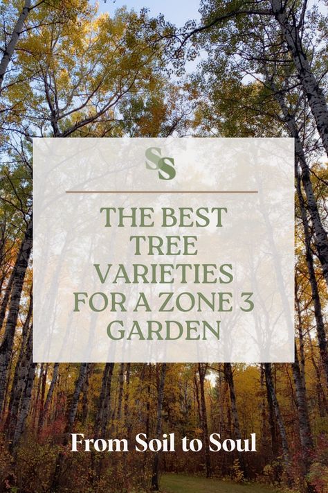 Your master list of the various tree varieties that thrive in Zone 3, including hybrid varieties with annual growth rates of +3ft! Zone 3 Trees And Shrubs, Zone 3 Trees, Flowering Crabapple, Fall Gardening, Poplar Tree, Columnar Trees, Pretty Trees, Master List, Fast Growing Trees