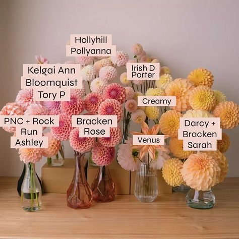 Dahlia Society on Instagram: “Swipe left to know the variety 😊 & tell me which one is your most favourite. . . Credit : @blushingbloomsto << please visit this account…” Pretty Flower Names, Dahlia Flower Garden, Farmers Market Flowers, Flower Reference, Prairie Flower, Dug Out, Vegetable Garden Tips, Dahlias Garden, Candle Wedding Decor