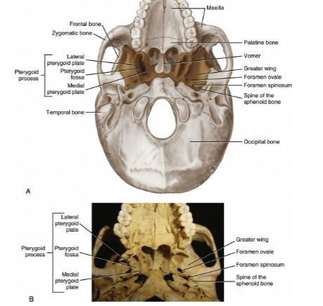 The larger deep head originates between the pterygoid plates of the sphenoid bone, the adjoining medial side of the lateral pterygoid plate of the sphenoid bone, and often from the lateral side of the medial pterygoid plate as well. Pterygoid Muscle, Sphenoid Bone, Nasal Cavity, Anthropology