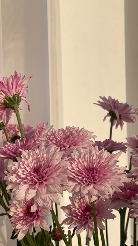 Chrysanthemum Wallpaper, Pastel Background Wallpapers, Luxury Flower Bouquets, Flower Photoshoot, Flowers Instagram, Boquette Flowers, Flowery Wallpaper, Nothing But Flowers, Flower Shower