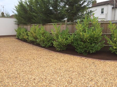 Brick edged driveway with fresh pea-shingle and Laurels to boot! Pea Shingle Garden Ideas, Driveway Ideas Uk, Shingle Driveway, Gravel Pathway, Pallet Planter Box, Brick Edging, Driveway Ideas, Walkway Ideas, Gravel Driveway