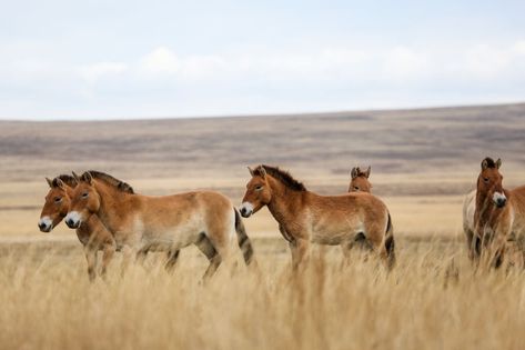 Where to see wild horses Horse Species, Horse Facts, Pony Breeds, Conservation Biology, Namib Desert, Habitat Destruction, Types Of Horses, Rare Animals, Wild Horse