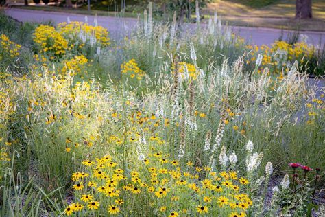 Landscaped Prairie — Kelly D. Norris Midwest Prairie Landscaping, Meadow Planting, Meadow House, Full Sun Garden, Gravel Pathway, Planting Combinations, Naturalistic Garden, Prairie Planting, Courtyard Gardens