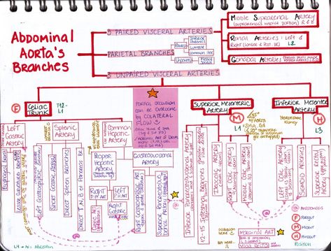 Abdominal Aorta Branches Arteries Anatomy, Superior Mesenteric Artery, Abdominal Aorta, Diagnostic Medical Sonography, Medical Graduate, Interventional Radiology, Medicine Notes, Pa School, Medical Student Study