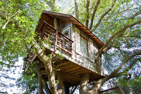 AIRBNB’S AMBITIOUS SECOND ACT WILL TAKE IT WAY BEYOND COUCH-SURFING Luxury Tree Houses, Cool Tree Houses, Urban Forest, Old Oak Tree, Tree Houses, Diy Holz, Green Building, San Francisco Bay, Architectural Digest