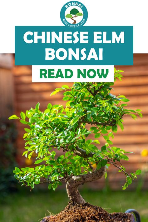 The Chinese Elm Bonsai is definitely one to add to your ever-growing bonsai collection. It’s known for its stunning appearance and ease of care, and because of this it has become incredibly popular among bonsai enthusiasts worldwide. Taking care of a Chinese Elm Bonsai does require some knowledge and effort on your part, so let’s get into how to take care of this beautiful bonsai tree! Bonsai Chinese Elm, Chinese Elm Tree, Growing Bonsai, Bonsai Collection, Chinese Elm Bonsai, Elm Bonsai, Bonsai Care, Bonsai Tree Care, Beautiful Bonsai