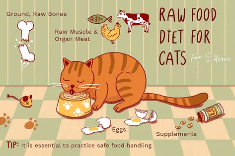 Should You Feed Your Cat a Raw Diet? Raw Cat Food Diet, Cat Egg, Raw Cat Food Recipes, Homemade Cat Food, Cats Food, Raw Pet Food, Small Wild Cats, Pregnant Cat, Cat Diet