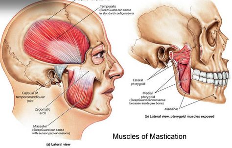 Illustration of the muscles of mastication Pterygoid Muscle, Neck Muscle Anatomy, Sports Rehabilitation, Cancellous Bone, Mouth Anatomy, Anatomy Head, Jaw Exercises, Muscle System, Synovial Fluid