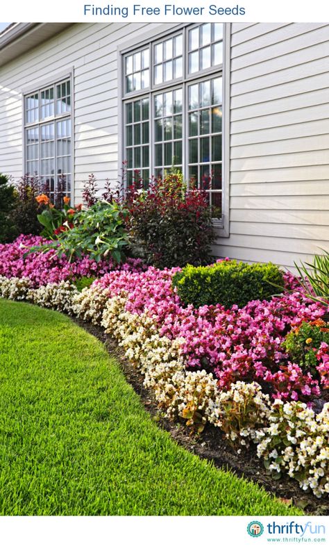 Flower Seeds, Colorful Flowers, Front Yard, Landscaping, Seeds, Yard, Bed, Flowers, Wall