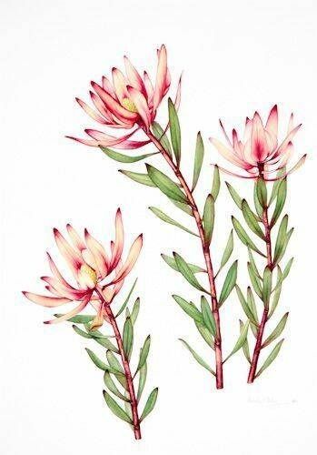 Yandex Images: search for similar images Plants Tattoo, Protea Art, Flowers Watercolour, Australian Wildflowers, Australian Flowers, Australian Native Flowers, Native Flowers, Plant Tattoo, Watercolor Plants