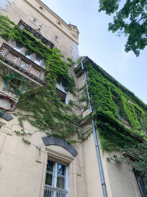 #plants #castle #budapest #castewall #ivy #moss #building #architecture Moss On Buildings, Moss Astetic, Mossy Building, Moss Building, Folklore Fairy, Wall Moss, Architect Project, Wall Plants, Ivy Wall