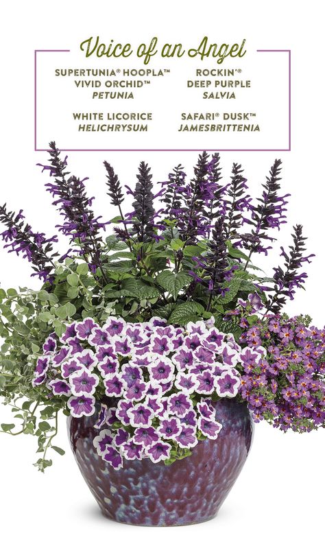 Various purple flowers join forces in this container recipe for sun. Supertunia Hoopla Vivid Orchid petunia stands out with blooms that are outlined in bright white. Its orchid hued flowers are complemented by the royal purple blooms of Safari Dusk Jamesbrittenia. The earthy green foliage of White Licorice Helichrysum softens the look and adds texture that will spill over the planter. The recipe is completed by Rockin' Deep Purple salvia's 24-36" flower spikes each with a black calyx. Salvia Container Ideas, Flower Container Recipes, Proven Winners Containers Recipes, Planter Recipes, Driveway Planters, Purple Landscaping, Hanging Plant Ideas, Gardening Containers, Patio Flower Pots