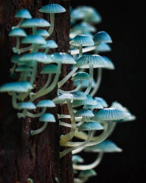 𝕄𝕪𝕔𝕠𝕡𝕙𝕠𝕣𝕚𝕒 🍄 on Instagram: “The caps of Mycena interrupta range from 0.8 to 2 cm, and they are a brilliant cyan blue colour. They are globose when emergent and then…” Blue Mushroom Aesthetic, Blue In Nature, Mushroom Blue, Blue Mushrooms, Blue Mushroom, Mushroom Plant, Mushroom Pictures, Mushroom Tattoos, Mushroom Drawing